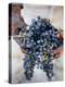 Harvest Worker Holding Malbec Wine Grapes, Mendoza, Argentina, South America-Yadid Levy-Premier Image Canvas