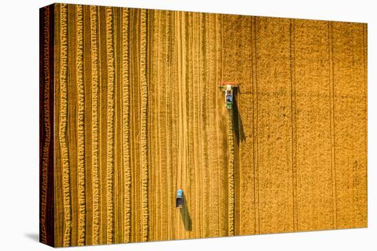 Harvester Machine Working in Field . Combine Harvester Agriculture Machine Harvesting Golden Ripe W-LALS STOCK-Premier Image Canvas