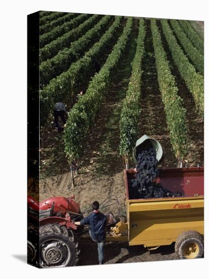 Harvesting Grapes, St. Emilion Area, Aquitaine, France-Adam Woolfitt-Premier Image Canvas