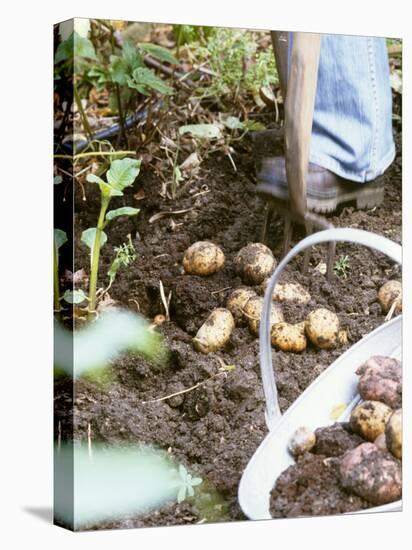 Harvesting Potatoes: Lifting Potatoes out of Ground with Fork-Linda Burgess-Premier Image Canvas