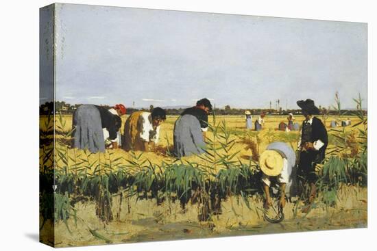 Harvesting Rice in Lowlands of Verona, 1878-Giacomo Favretto-Premier Image Canvas