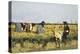 Harvesting Rice in Lowlands of Verona, 1878-Giacomo Favretto-Premier Image Canvas