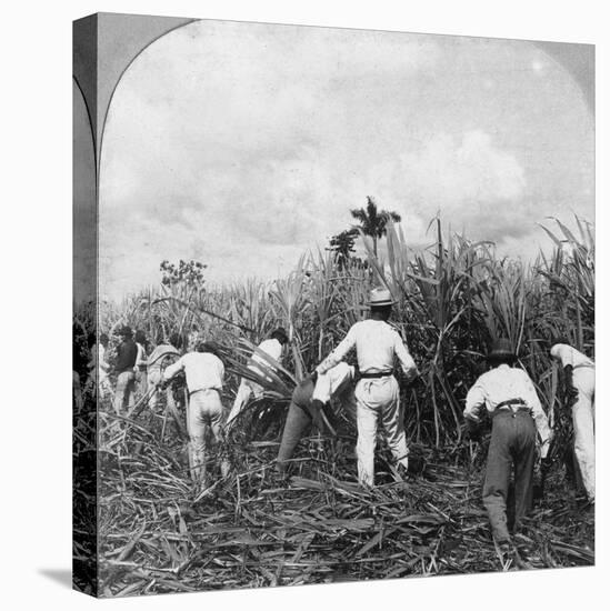 Harvesting Sugar Cane, Rio Pedro, Porto Rico, 1900-BL Singley-Premier Image Canvas