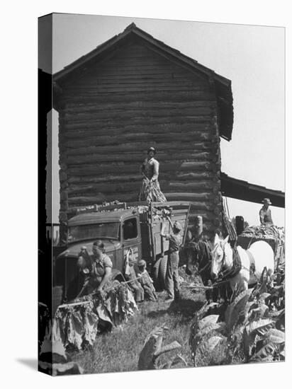 Harvesting Tobacco-Marie Hansen-Premier Image Canvas