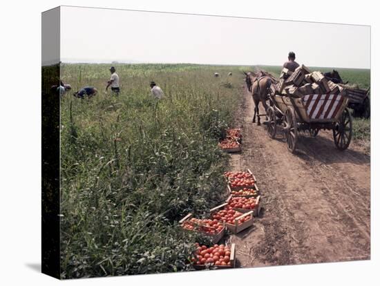 Harvesting Tomatoes, Cetate, Romania-Adam Woolfitt-Premier Image Canvas