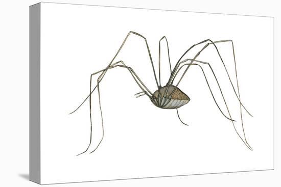 Harvestman (Leiobunum Flavum), Spider, Arachnids-Encyclopaedia Britannica-Stretched Canvas