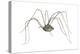 Harvestman (Leiobunum Flavum), Spider, Arachnids-Encyclopaedia Britannica-Stretched Canvas