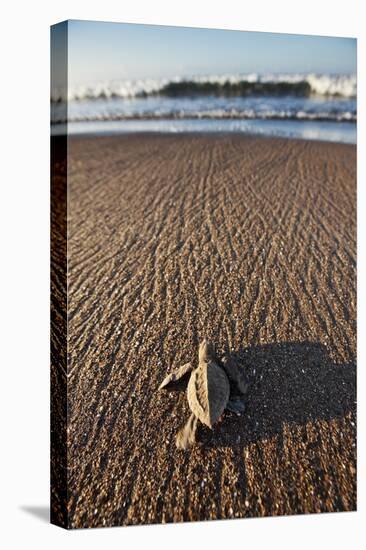 Hatchling Sea Turtle Heads to the Ocean-Paul Souders-Premier Image Canvas