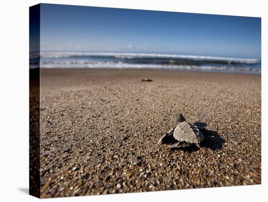 Hatchling Sea Turtle Heads to the Ocean-null-Premier Image Canvas