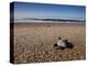 Hatchling Sea Turtle Heads to the Ocean-null-Premier Image Canvas