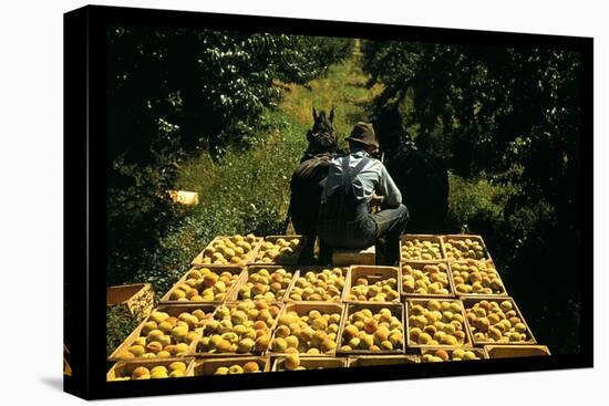 Hauling Crates of Peaches-Russell Lee-Stretched Canvas