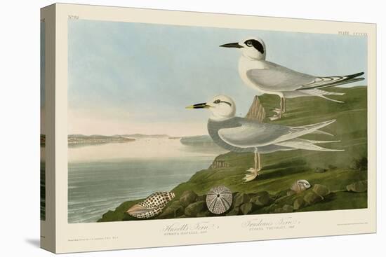 Havell’s Tern & Trudeau’s Tern-John James Audubon-Stretched Canvas