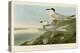 Havell’s Tern & Trudeau’s Tern-John James Audubon-Stretched Canvas