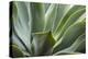 Hawaii, Maui, Agave Plant with Fresh Green Leaves-Terry Eggers-Premier Image Canvas