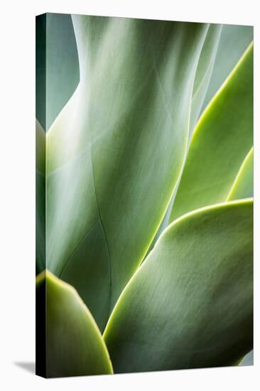 Hawaii, Maui, Agave Plant with Fresh Green Leaves-Terry Eggers-Premier Image Canvas