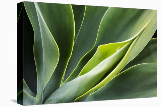 Hawaii, Maui, Agave Plant with Fresh Green Leaves-Terry Eggers-Premier Image Canvas