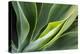 Hawaii, Maui, Agave Plant with Fresh Green Leaves-Terry Eggers-Premier Image Canvas