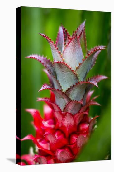 Hawaii, Maui, Pineapple Bromeliad Growing in the Country Side-Terry Eggers-Premier Image Canvas