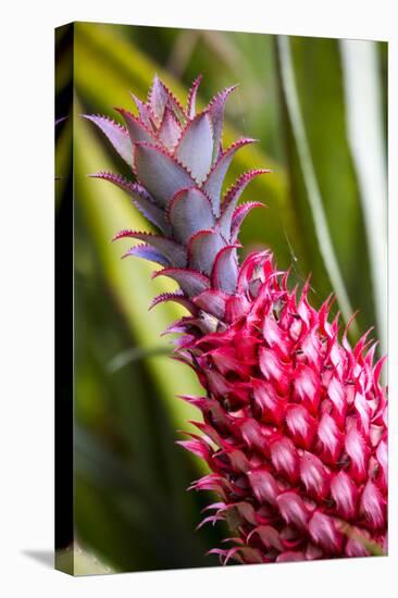 Hawaii, Maui, Pineapple Bromeliad Growing in the Maui-Terry Eggers-Premier Image Canvas