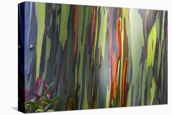 Hawaii, Maui, Rainbow Eucalyptus Trees-Terry Eggers-Premier Image Canvas