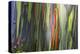 Hawaii, Maui, Rainbow Eucalyptus Trees-Terry Eggers-Premier Image Canvas