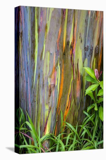 Hawaii, Maui, Rainbow Eucalyptus Trees-Terry Eggers-Premier Image Canvas
