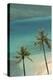 Hawaii, Oahu, Honolulu, Waikiki, Fort Derussy Beach and Palm Trees-David Wall-Premier Image Canvas