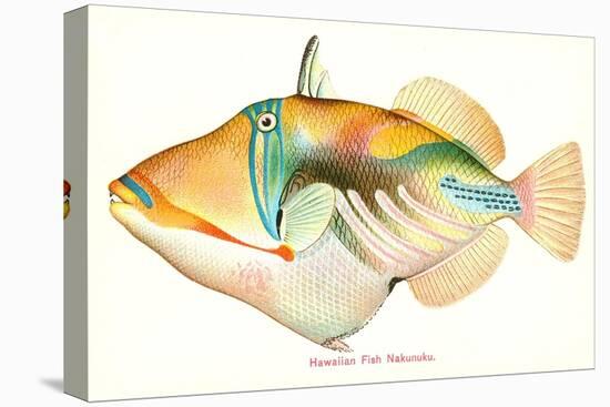 Hawaiian Fish, Nakunuku-null-Stretched Canvas