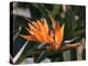 Hawaiian Flora: Bird of Paradise, Member of the Banana Family-Eliot Elisofon-Premier Image Canvas