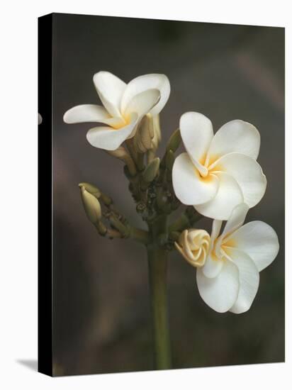 Hawaiian Flora: Plumeria Blossoms-Eliot Elisofon-Premier Image Canvas