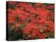 Hawaiian Flora: Royal Poinciana or Flamboyant Flower-Eliot Elisofon-Premier Image Canvas