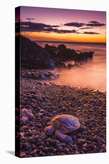 Hawaiian Green Sea Turtle on a Lava Beach at Sunset, Kohala Coast, the Big Island, Hawaii-Russ Bishop-Premier Image Canvas