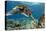 Hawaiian Green Sea Turtle-Swims with Fish-Premier Image Canvas