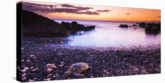 Hawaiian Green Sea Turtles on a Lava Beach at Sunset, Kohala Coast, the Big Island, Hawaii-Russ Bishop-Premier Image Canvas