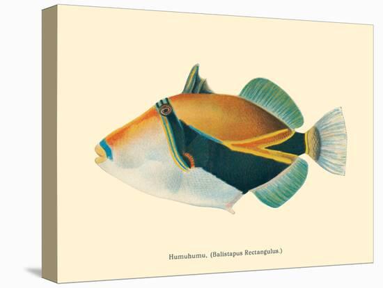 Hawaiian Reef Triggerfish - Humuhumunukunukuapua’a - Vintage Color Postcard, 1905-Pacifica Island Art-Stretched Canvas