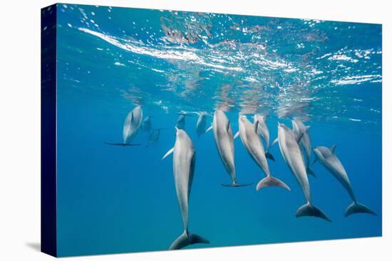 Hawaiian Spinner Dolphins (Stenella Longirostris)-Michael Nolan-Premier Image Canvas