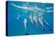 Hawaiian Spinner Dolphins (Stenella Longirostris)-Michael Nolan-Premier Image Canvas