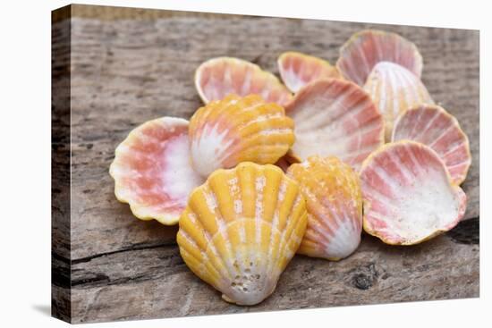 Hawaiian sunrise shells-Savanah Plank-Premier Image Canvas