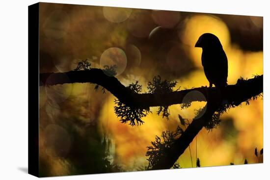 Hawfinch silhouetted on a branch of Portuguese oak, Spain-Andres M. Dominguez-Premier Image Canvas