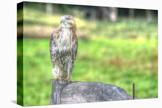 Hawk and Fence-Robert Goldwitz-Premier Image Canvas