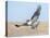 Hawk flying low, looking for a meal-Michael Scheufler-Premier Image Canvas