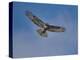 Hawk flying overhead-Michael Scheufler-Premier Image Canvas