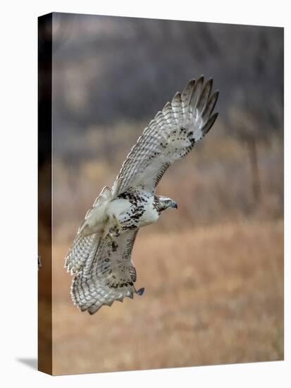 Hawk in flight-Michael Scheufler-Premier Image Canvas