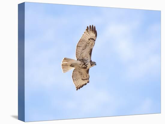 Hawk in flight-Michael Scheufler-Premier Image Canvas