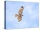 Hawk in flight-Michael Scheufler-Premier Image Canvas