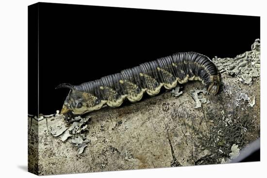 Hawk-Moth Caterpillar-Paul Starosta-Premier Image Canvas