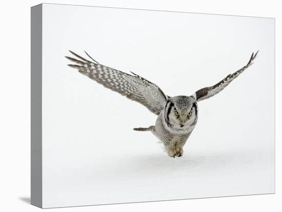 Hawk Owl in Flight over Snow-null-Premier Image Canvas