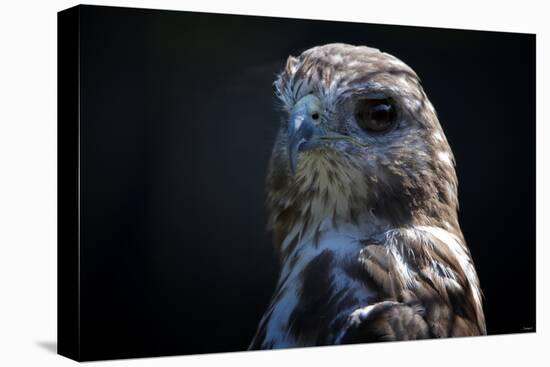 Hawk-Gordon Semmens-Premier Image Canvas