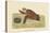 Hawks Bill Turtle-Mark Catesby-Stretched Canvas