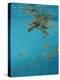 Hawksbill and Butterflies-Michael Jackson-Premier Image Canvas